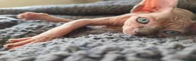 Sphynx 2