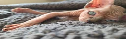 Sphynx cats for sale: Two beautiful Sphynx kittens - Advert 4