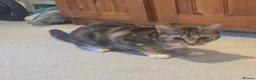 Aegean cats for sale: Unique Torbie Older kitten THEA - Advert 1
