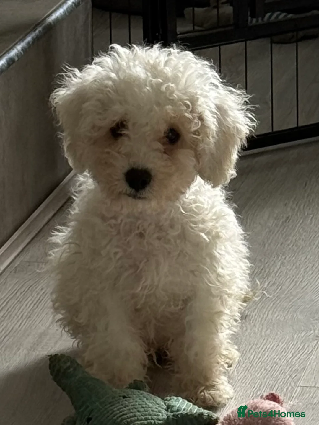 Mixed Breed dogs for sale: 1 BOY LEFT TO GO! 8 Beautiful Cavapoochon Puppies - Advert 1