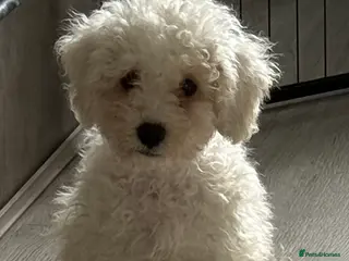 Mixed Breed dogs 1 BOY LEFT TO GO! 8 Beautiful Cavapoochon Puppies - Advert 7