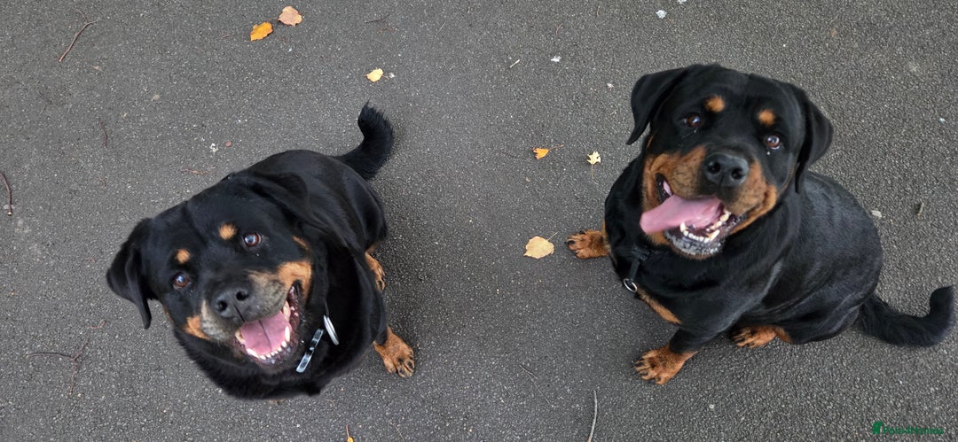 Rottweiler dogs for sale: Chunky Rottweiler Puppies DUE SOON  - Image 7