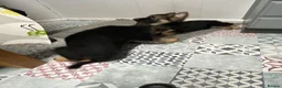 German Shepherd dogs for sale: Pure German Shepherd puppies  - Advert 4
