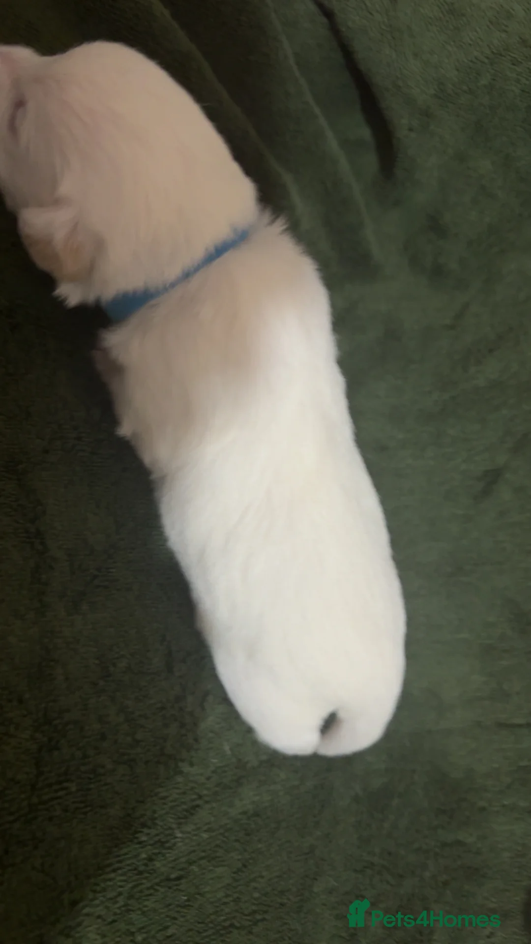 Jack Russell dogs for sale: Jack Russell puppies - Advert 7