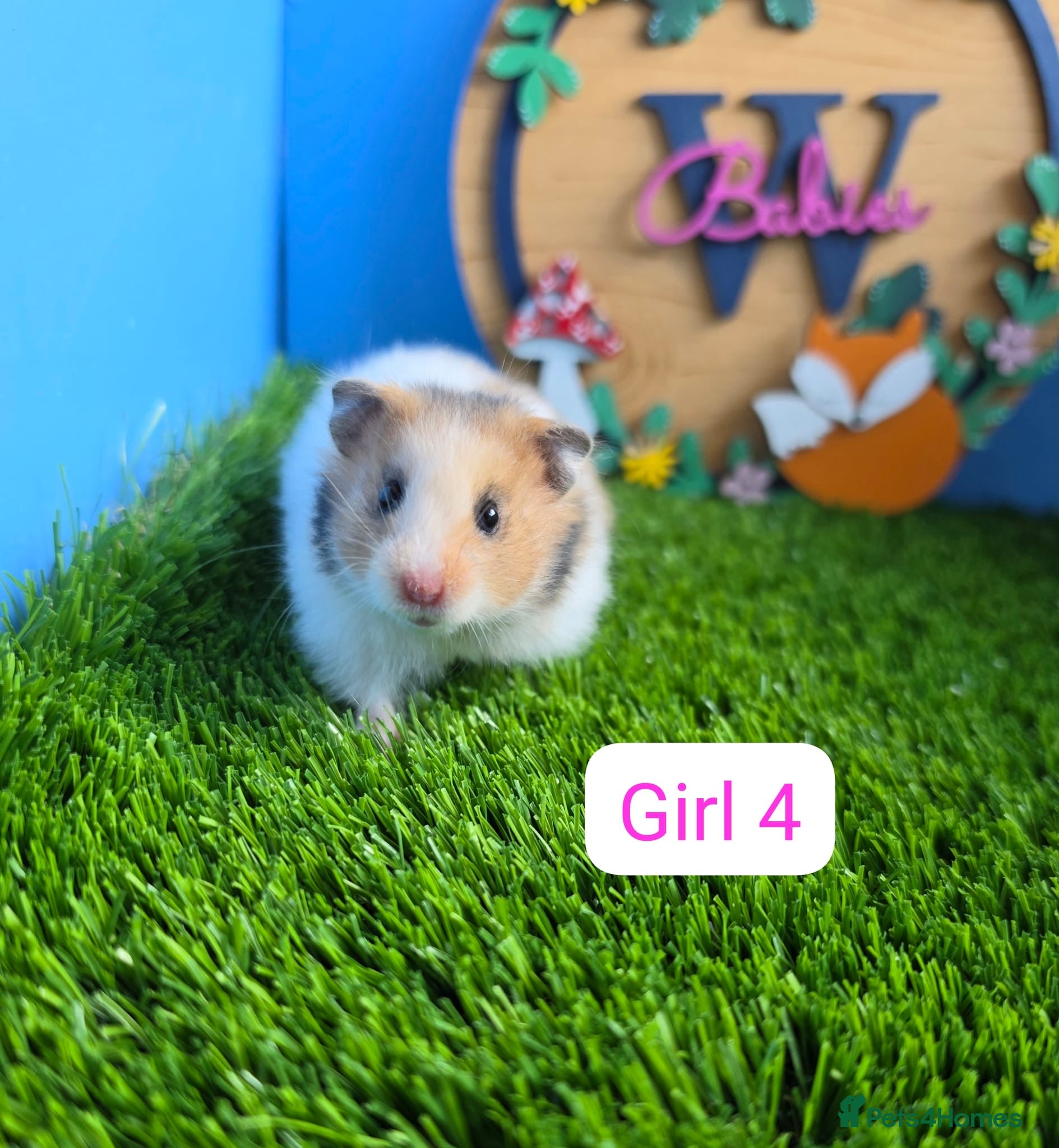 Hamster rodents Syrian Hamster Baby Male Female Pedigree Boy Girl - Advert 2