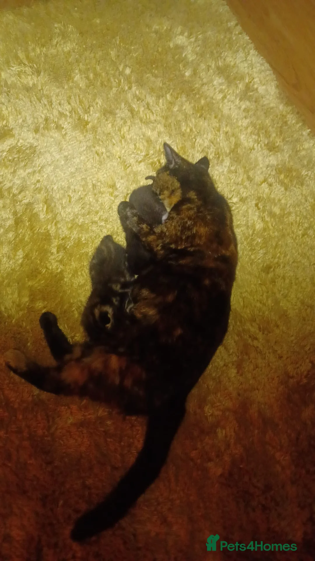 Mixed Breed cats for sale: Beautiful loving kittens  in Leicester - Advert 4