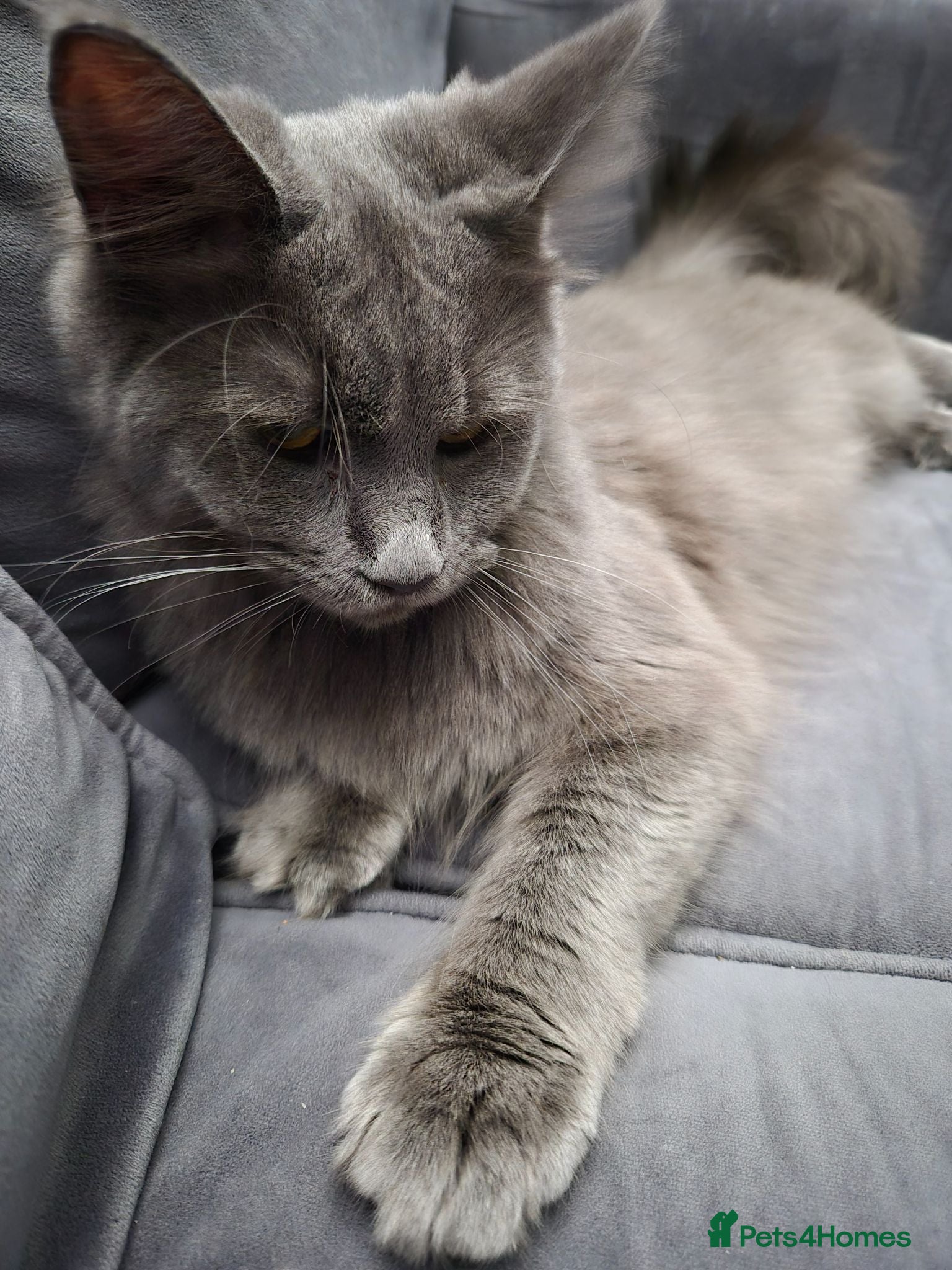Maine Coon cats Stunning blue maine coon female  - Advert 1