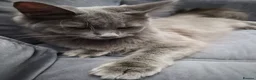 Maine Coon cats for sale: Stunning blue maine coon female  - Advert 1