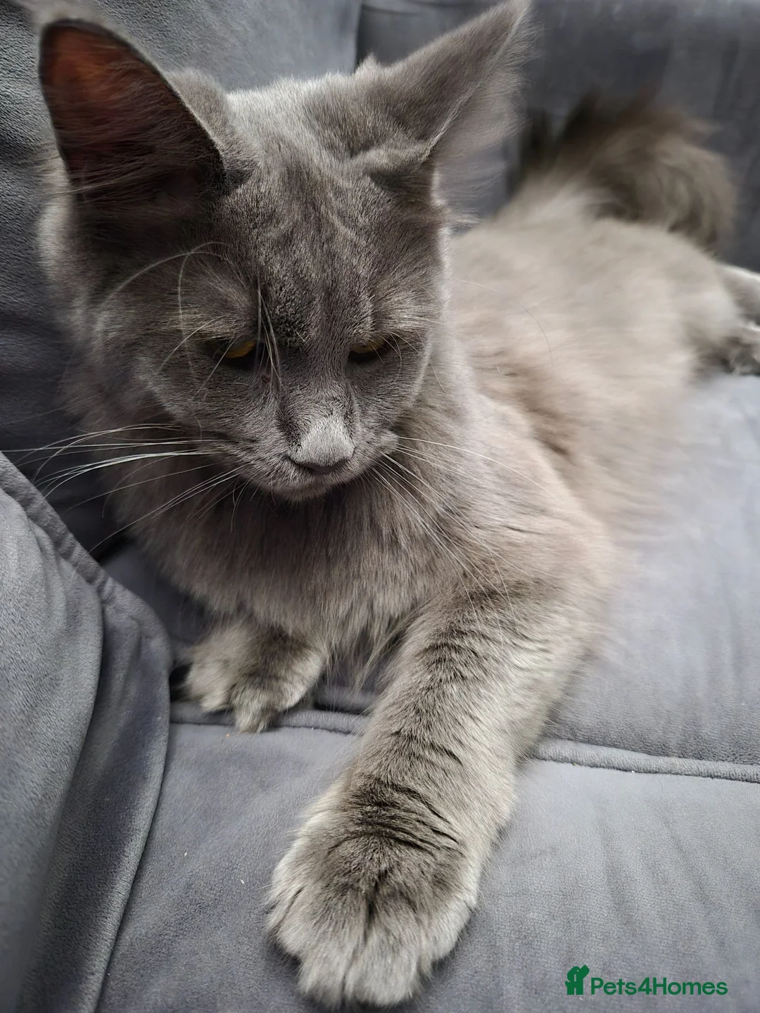 Maine Coon cats for sale: Stunning blue maine coon female  - Advert 1
