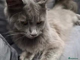 Maine Coon cats Stunning blue maine coon female - Advert 1