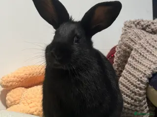 Mini Lop rabbits Super friendly baby bunnies. VACCINATED - Advert 10