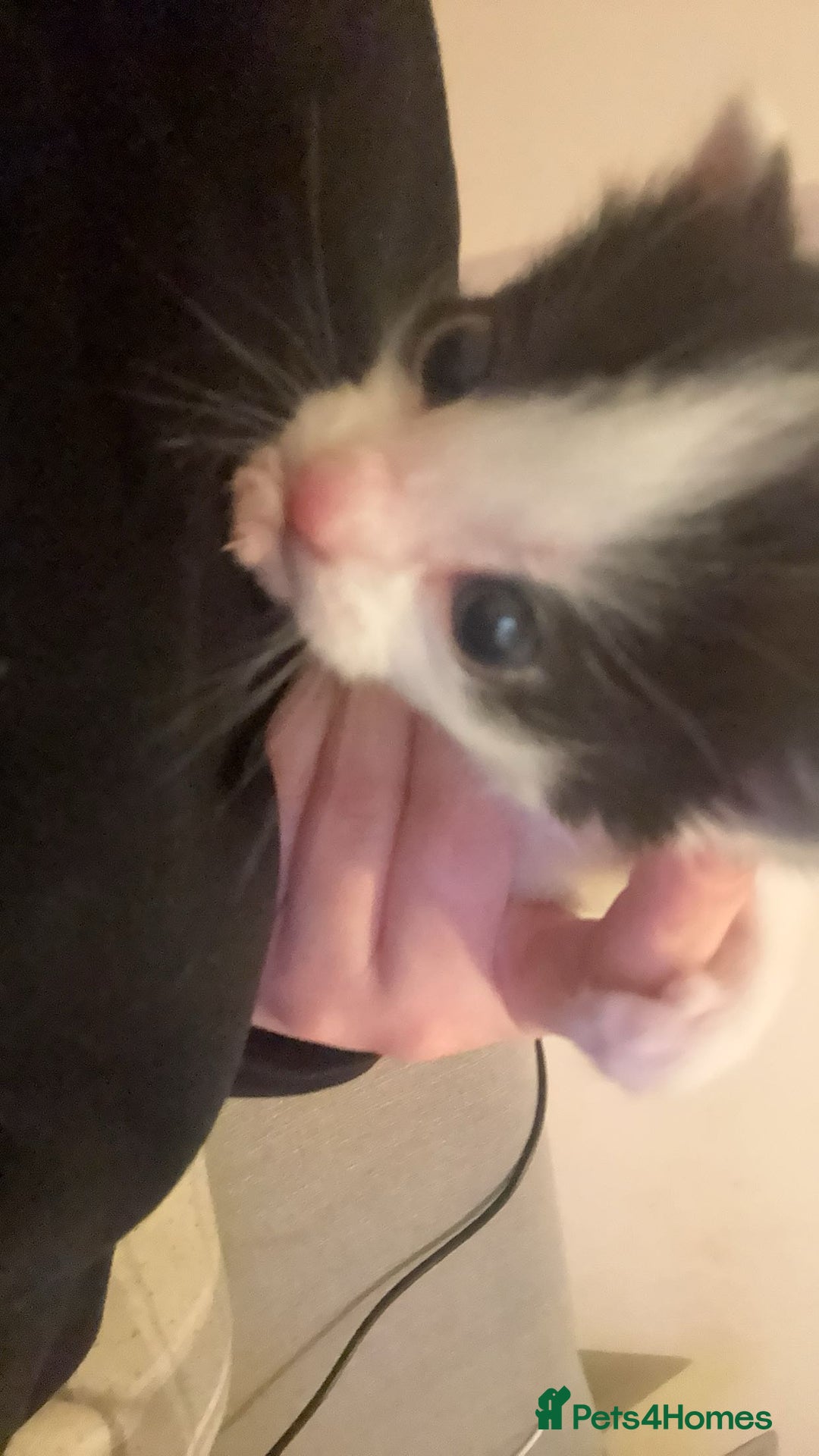 British Shorthair cats for sale: Kittens  - Advert 5