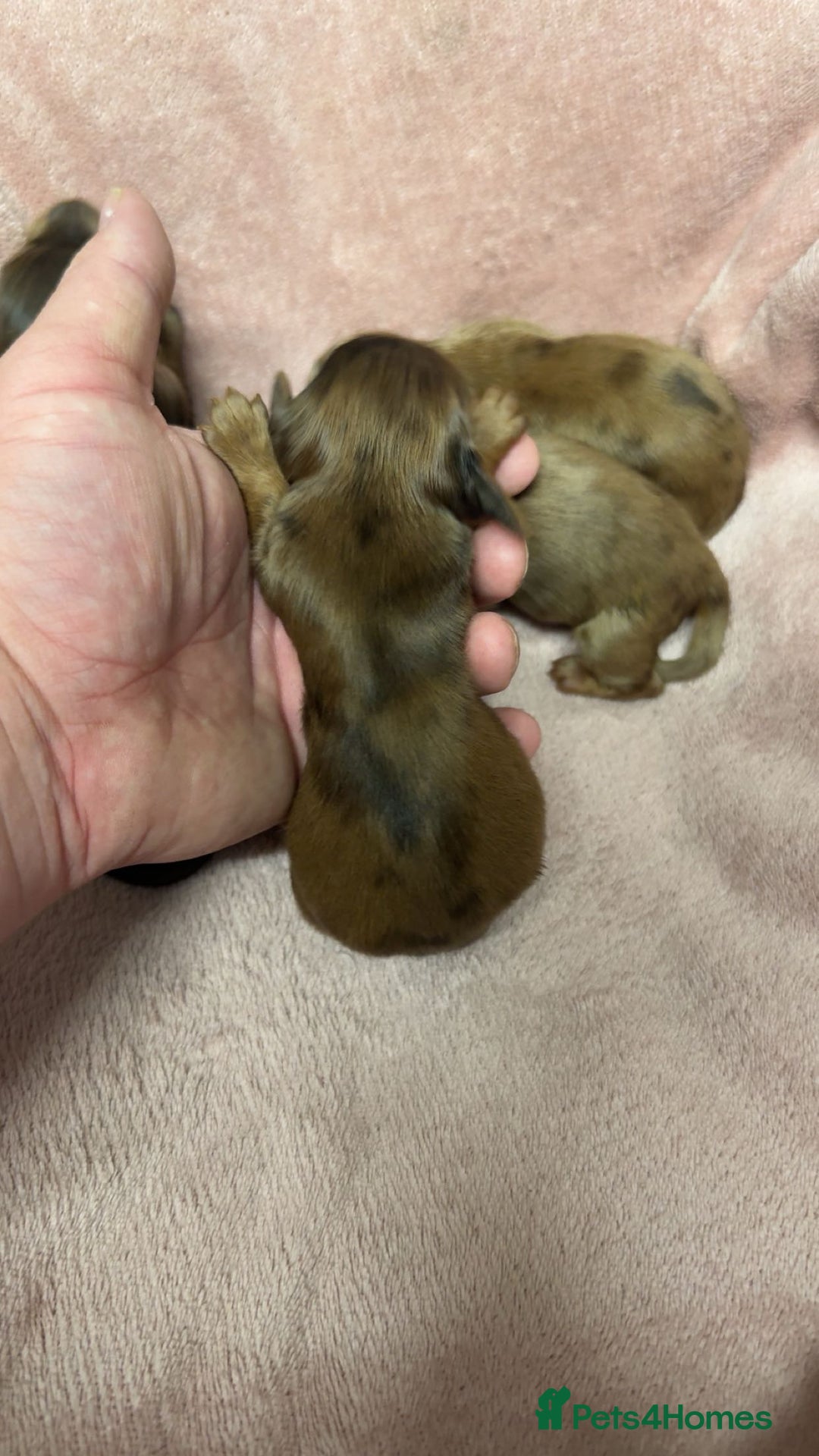 Miniature Dachshund dogs for sale: Miniature long haired dachshund puppies  - Image 3