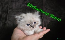 Siberian cats for sale: Champion blood, 5Generation pedigree kittens - Image 1