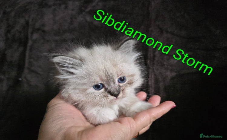 Siberian cats - Advert 4