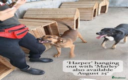 Mixed Breed dogs for adoption: Harper, 18 months. Available for adoption. - Image 2