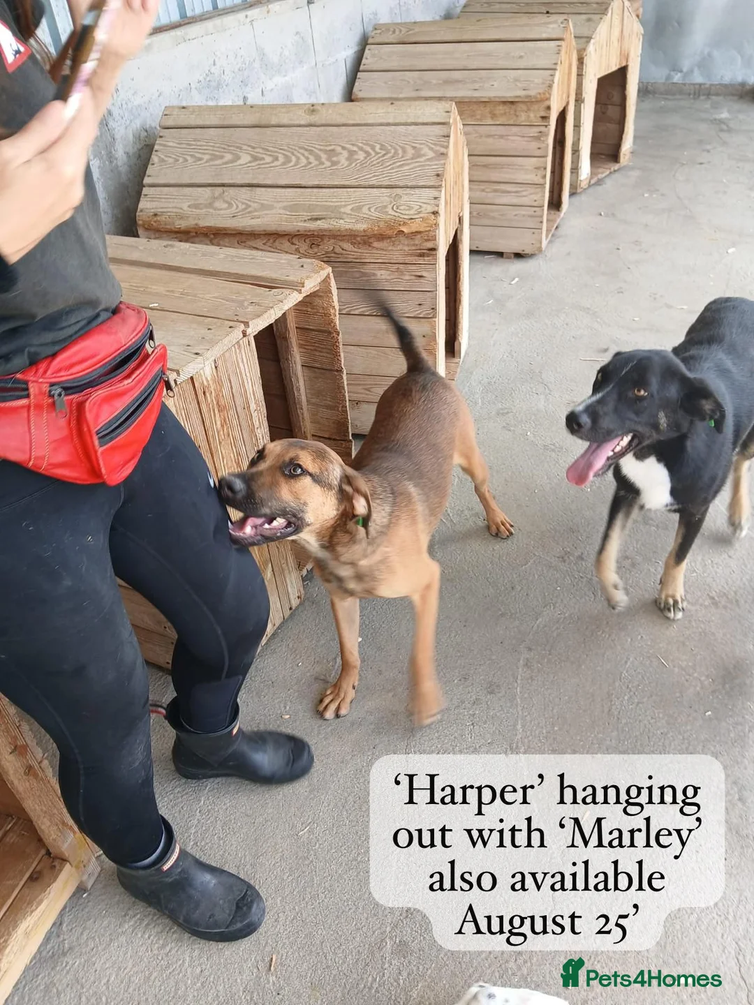 Mixed Breed dogs for adoption: Harper, 18 months. Available for adoption. - Advert 2