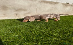 Miniature Dachshund dogs for sale: Last boy - Miniature long hair dachshund 🤍 - Image 11