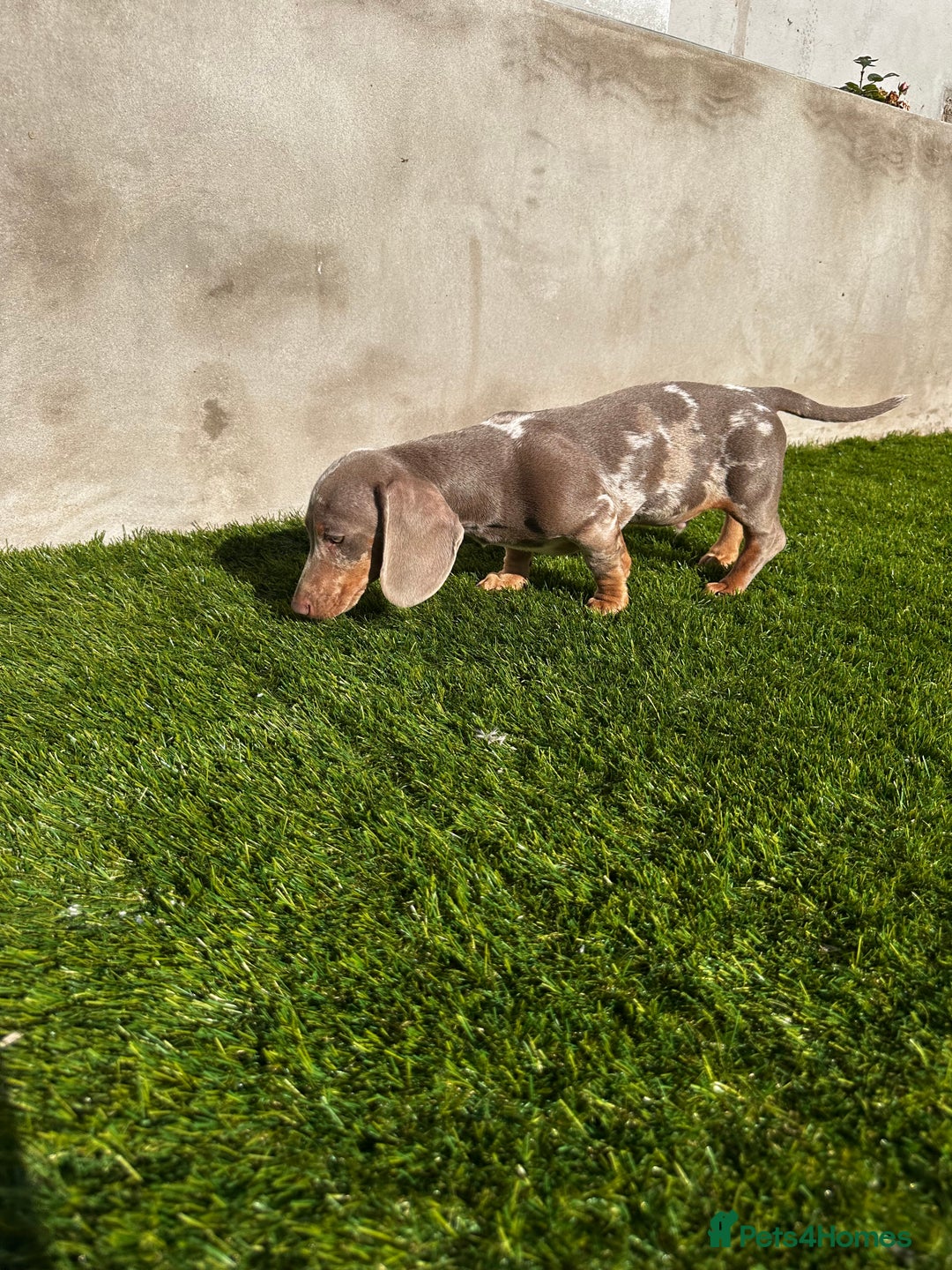 Miniature Dachshund dogs for sale: Last boy - Miniature long hair dachshund 🤍 - Image 11