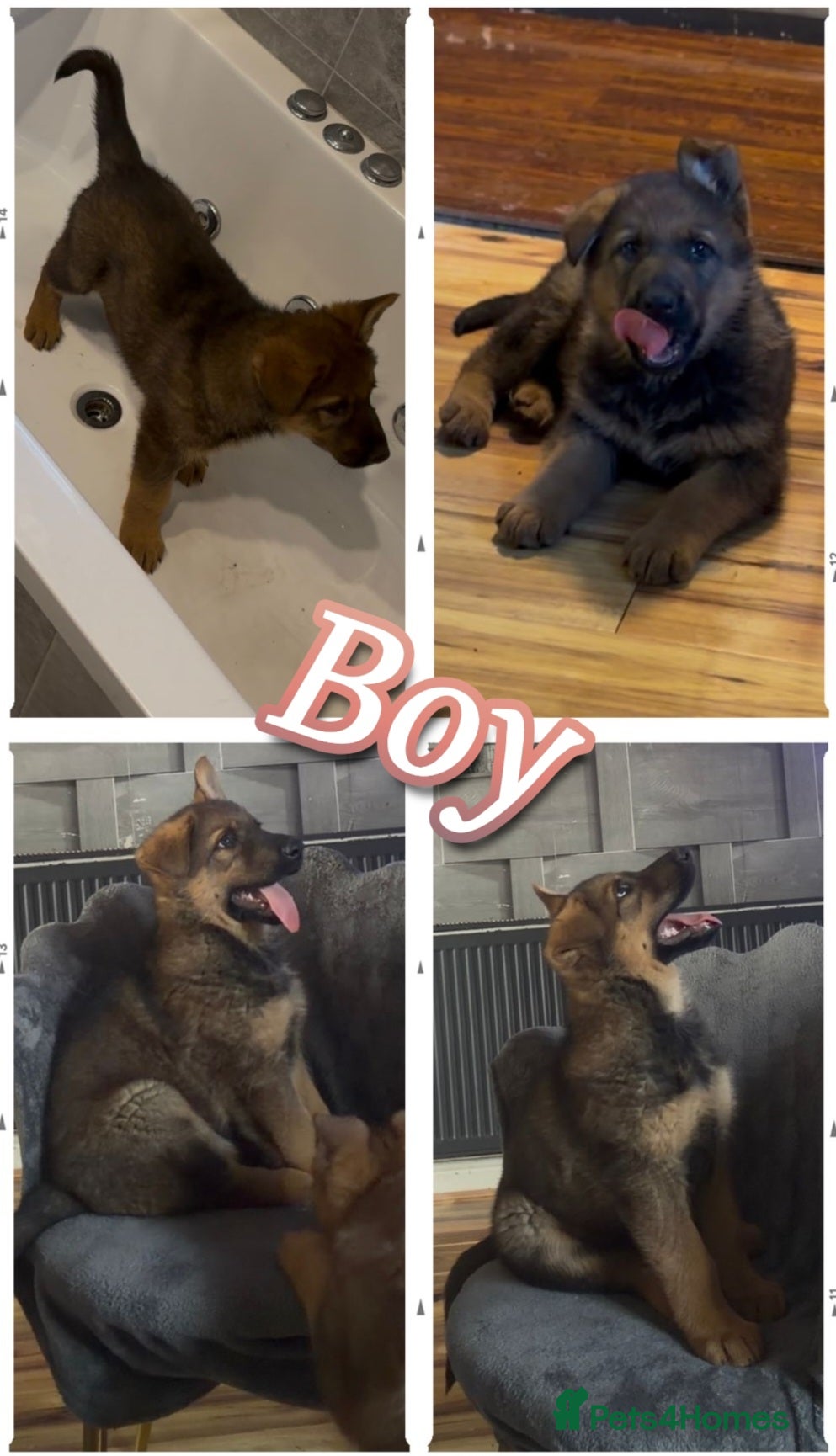 German Shepherd dogs Stunning Cuddly GSD puppies!  - Advert 2