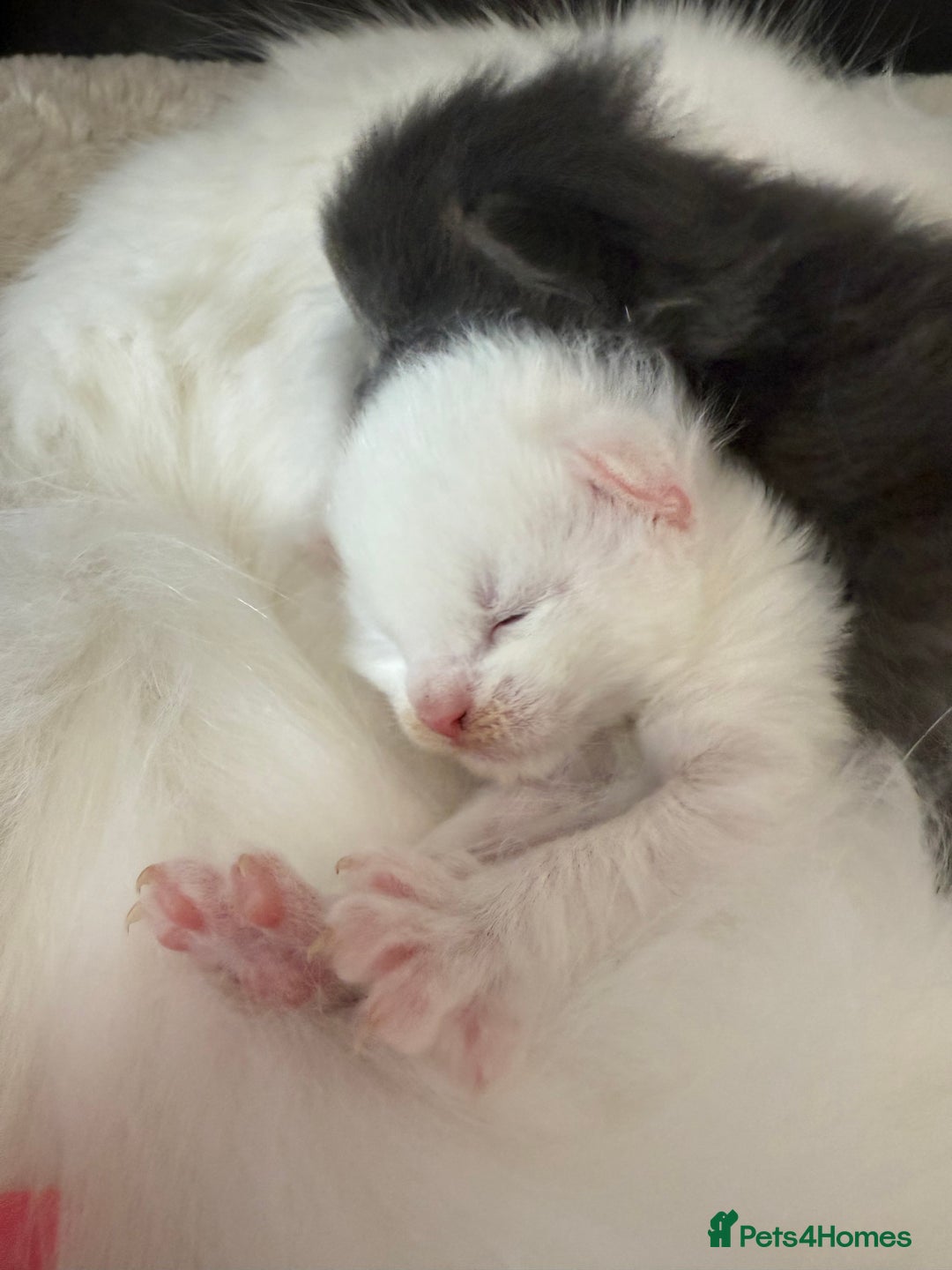 Maine Coon cats for sale: Maine Coon Kittens for sale - Image 20