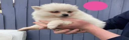 Pomeranian dogs for sale: White Pomeranian Pups in Leicester - Advert 3