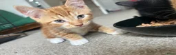 Domestic Shorthair cats for sale: Four beautiful kittens 9 weeks, READY TO GO! - Advert 25
