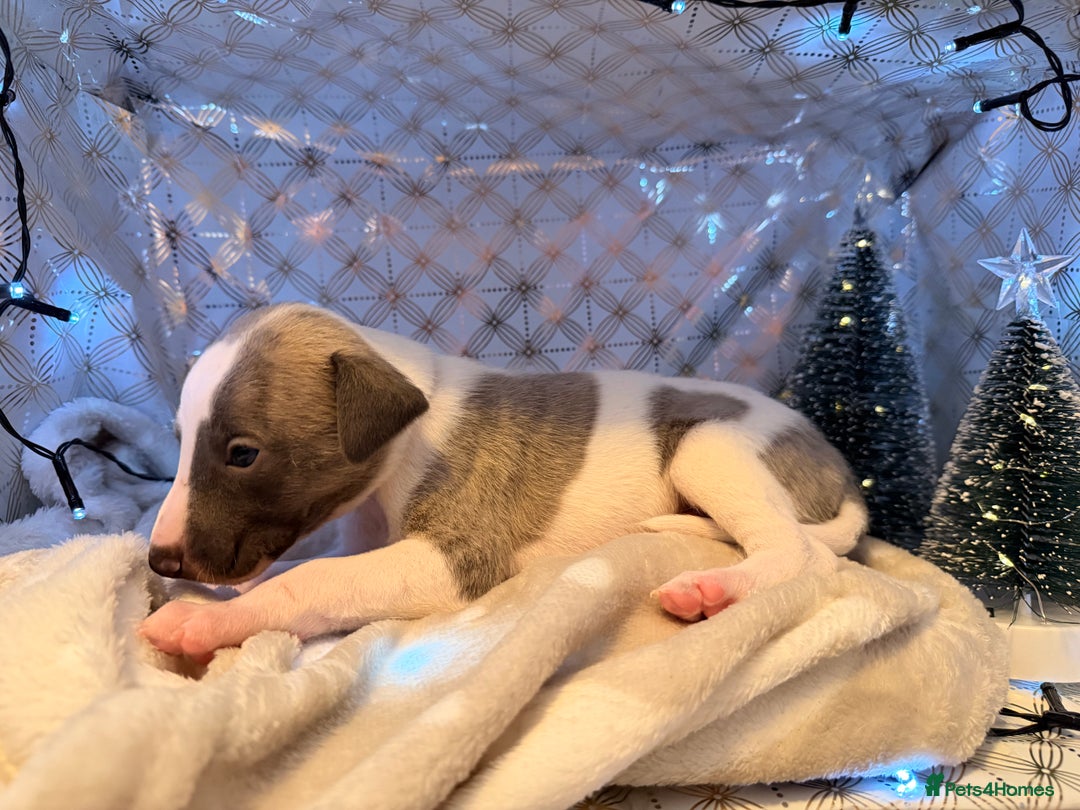 Whippet dogs for sale: Whippets  - Advert 30