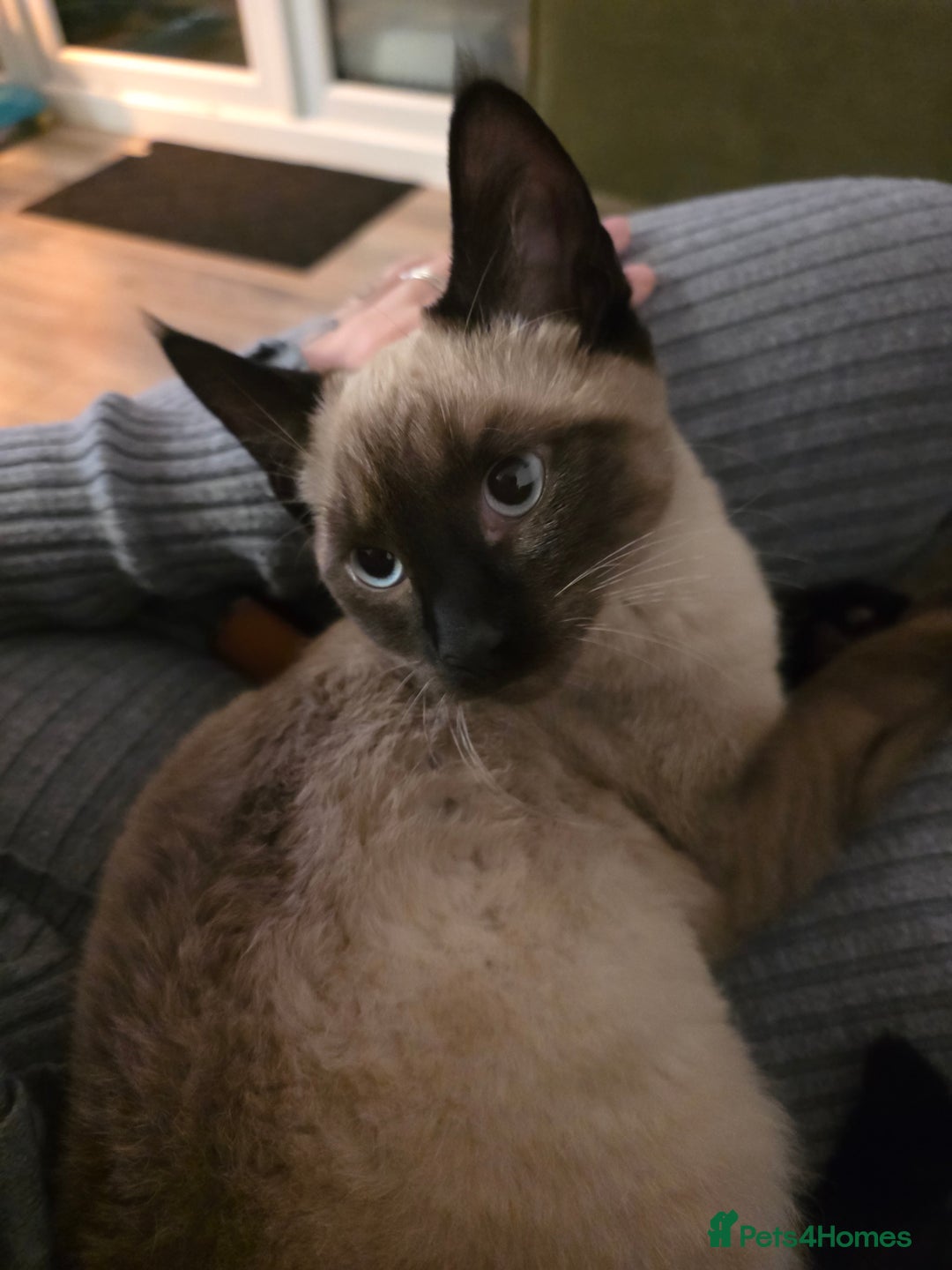 Mixed Breed cats for sale: Gorgeous spynx/ragdoll kitten for sale - Advert 7