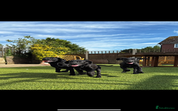 Labrador Retriever dogs for sale: Stunning litter of Black Labrador puppies  in Lydbury North - Image 14