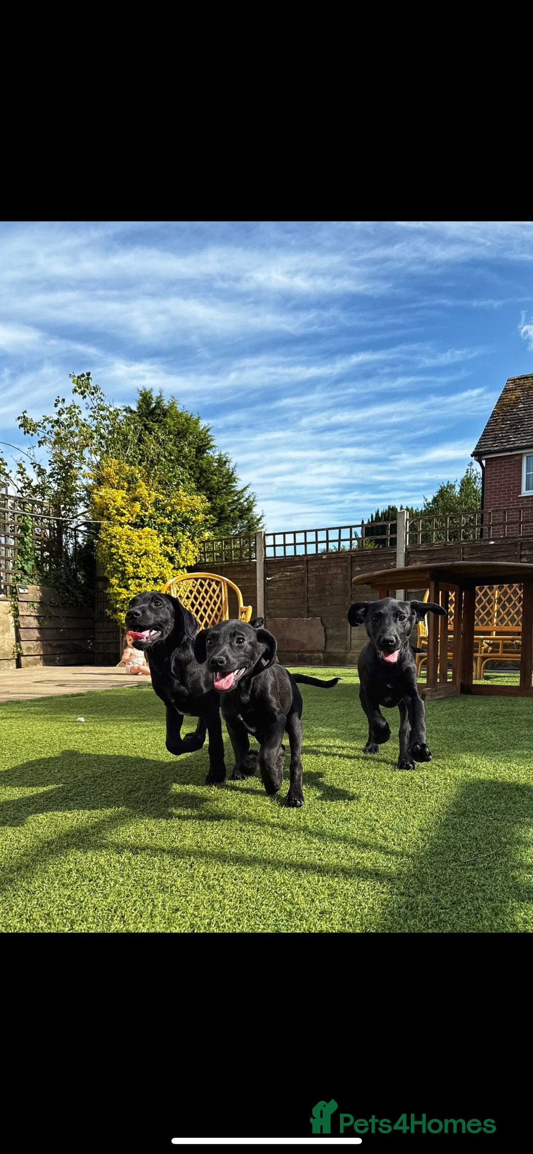 Labrador Retriever dogs for sale: Stunning litter of Black Labrador puppies  in Lydbury North - Image 14
