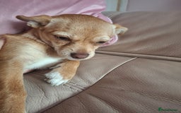 Chihuahua dogs for sale: Chihuahua 6 month old female - Image 2