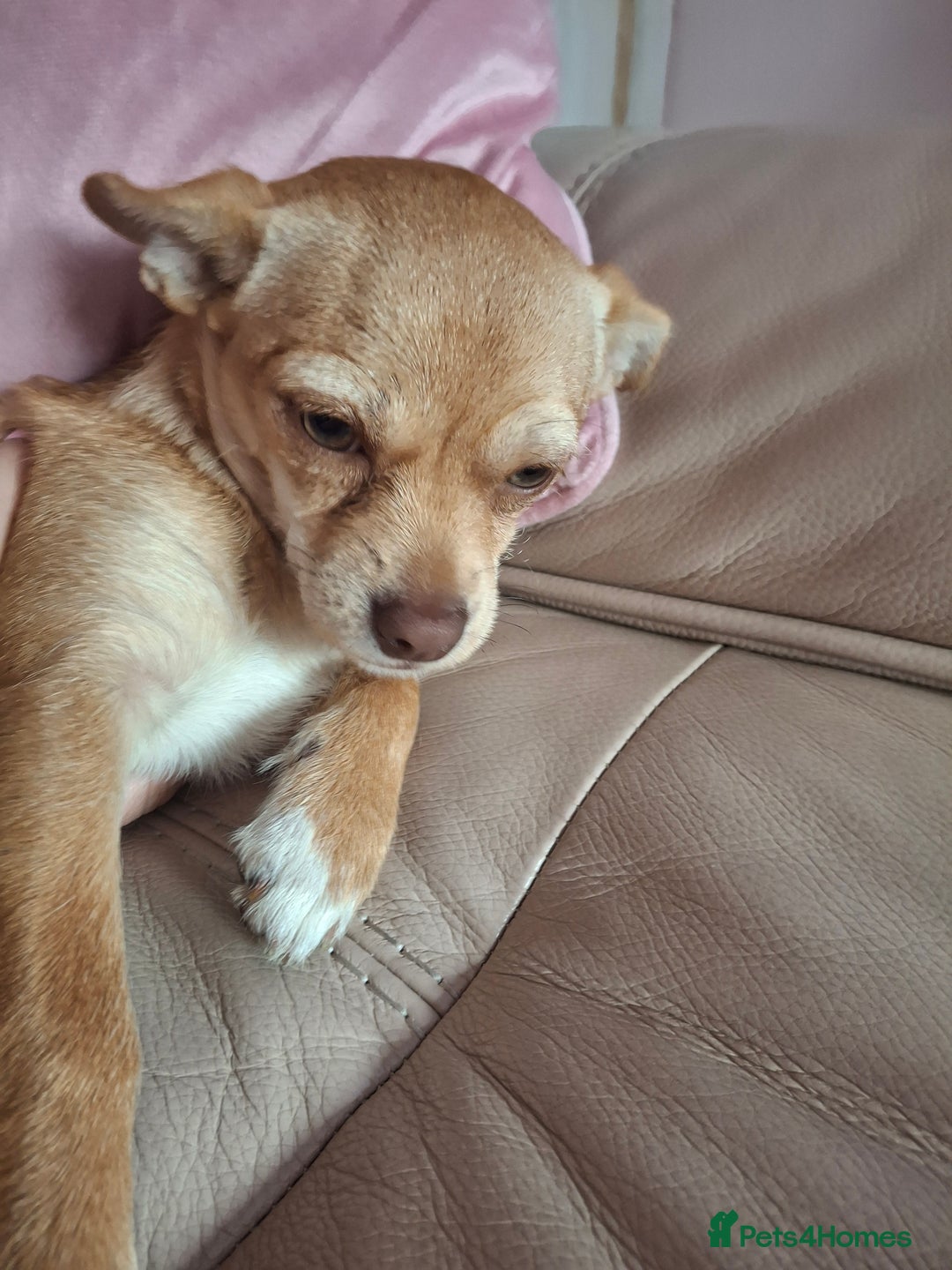 Chihuahua dogs for sale: Chihuahua 6 month old female - Image 2