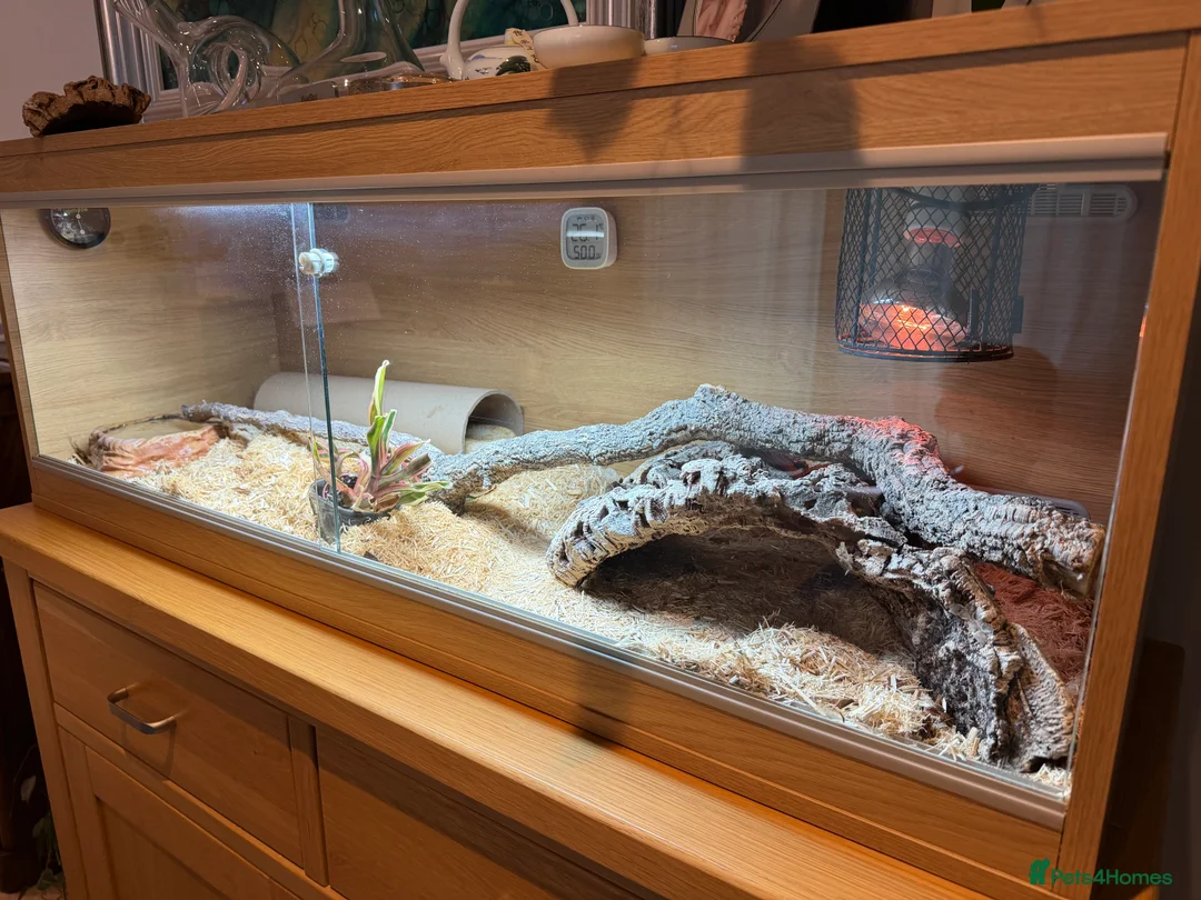 Corn Snake reptiles for sale: Beautiful Corn Snake with Full Set-up in Harpenden - Advert 6