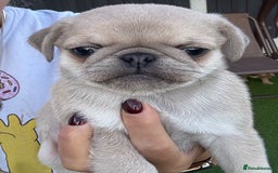 Pug dogs for sale: Beautiful exotic KC registered Pug puppies - Image 8