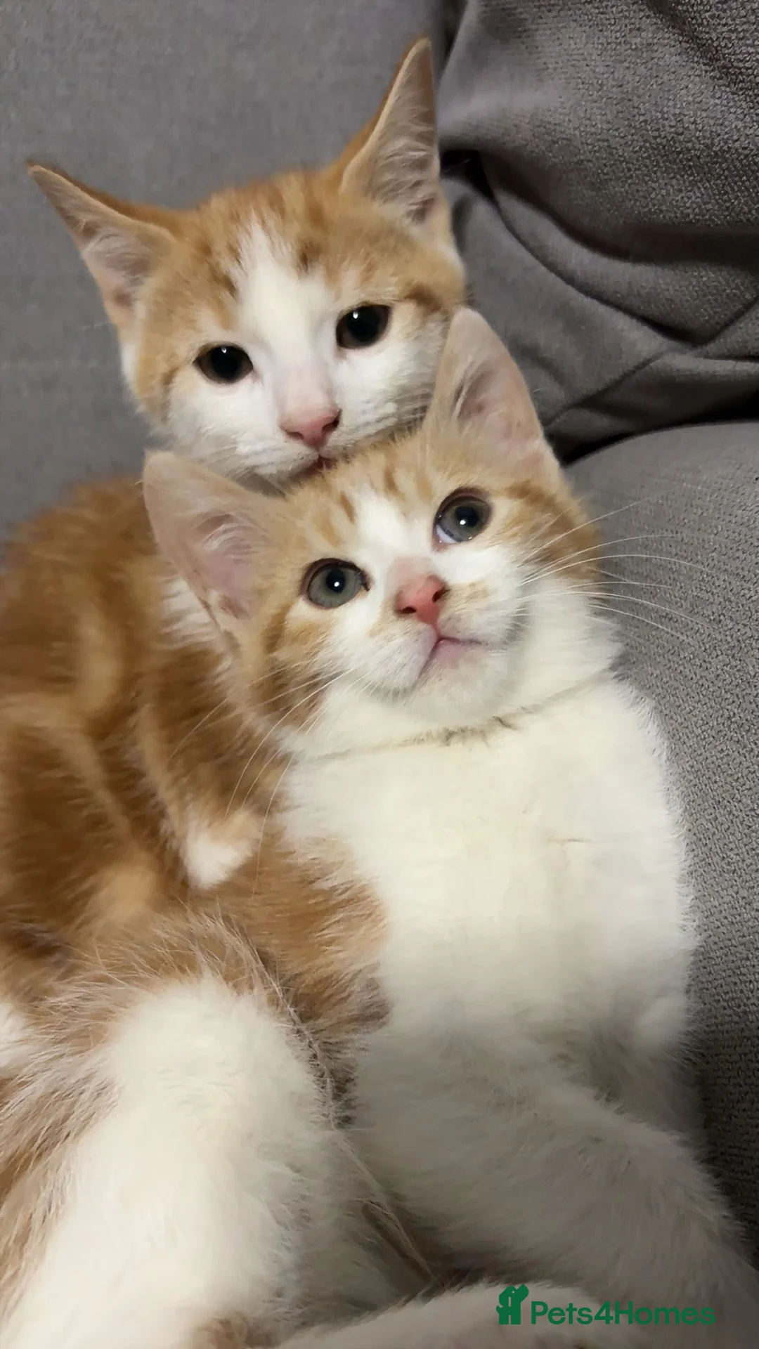 Mixed Breed cats for sale: X4 beautiful ginger kittens - Ready for rehoming - Advert 8