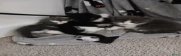 Mixed Breed cats for sale: Gorgeous kittens - Advert 11