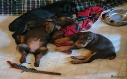 Field Spaniel dogs for sale: Field Spaniel Puppies for Sale – Lovable & Ready! - Image 10