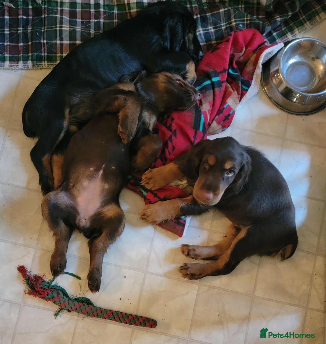 Field Spaniel dogs for sale: Field Spaniel Puppies for Sale – Lovable & Ready! - Image 10