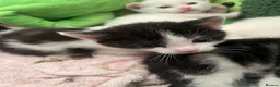 British Shorthair cats for sale: Beautiful litter of kittens including white girls - Advert 7