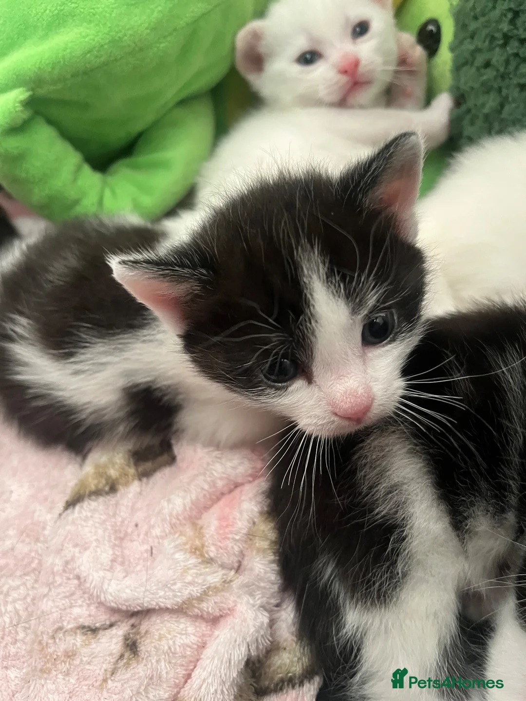 British Shorthair cats for sale: Beautiful litter of kittens including white girls - Advert 7