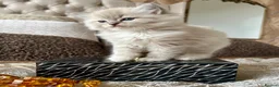 Ragdoll cats for sale: Adorable Ragdolls Babies 🌸🌸🌸 - Advert 23