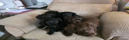 Mixed Breed dogs for sale: Australian Labradoodle Puppies - Advert 21