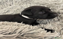 Labrador Retriever dogs for sale: working male black lab puppies  - Image 8