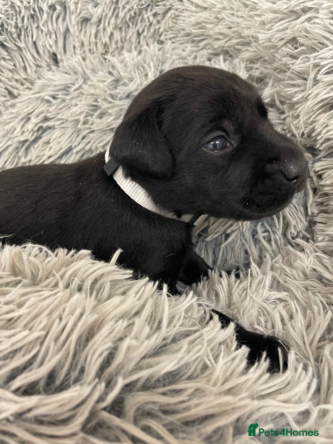 Labrador Retriever dogs for sale: working male black lab puppies  - Image 8