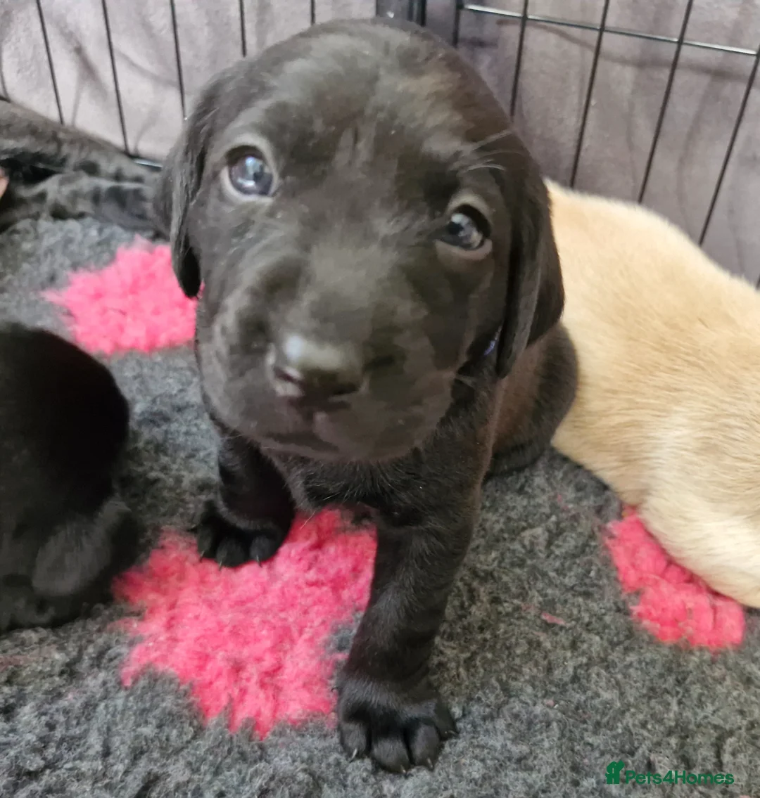 Labrador Retriever dogs for sale: KC Registered Labrador Puppies - Advert 20