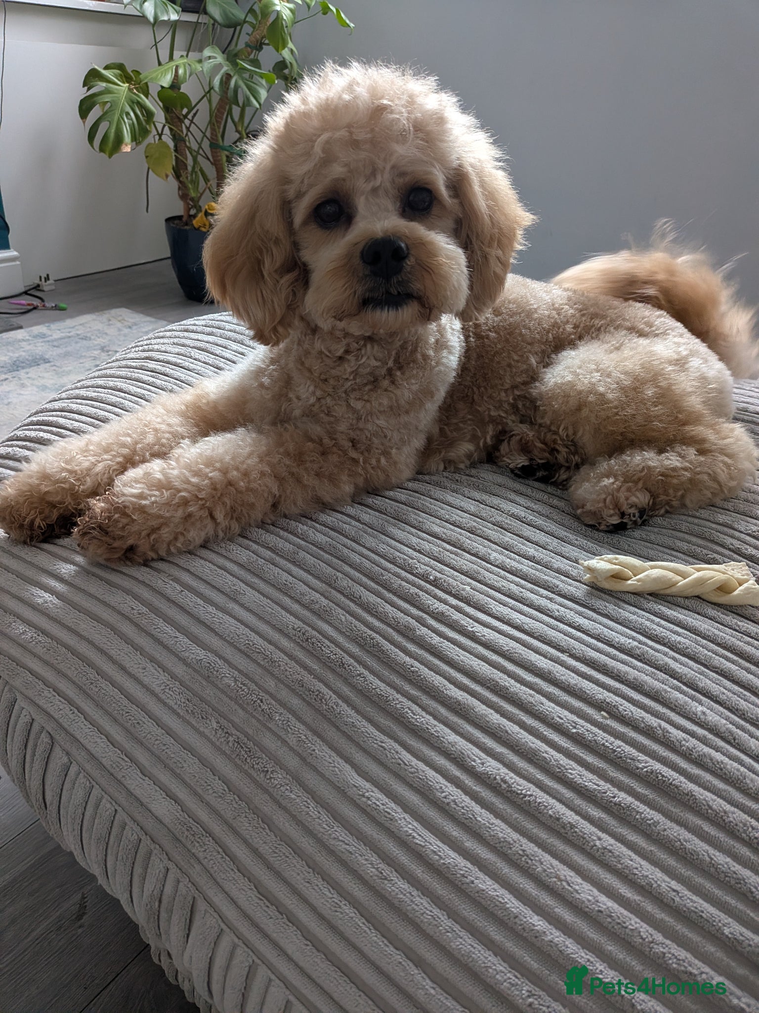 Poochon dogs Gorgeous Roo for stud. Proven.  - Advert 7
