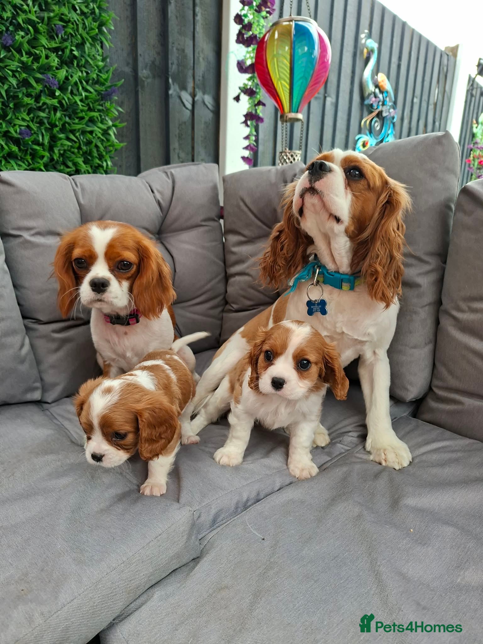Cavalier King Charles Spaniel dogs 2 cavalier king charles - Advert 6