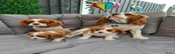 Cavalier King Charles Spaniel dogs for sale: 2 cavalier king charles - Advert 1
