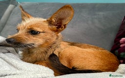 Russian Toy Terrier dogs for adoption: Giselle – The Tiny Survivor with a Big Personality - Image 1